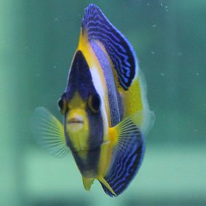 Scribbled angelfish - Chaetodontoplus duboulayi