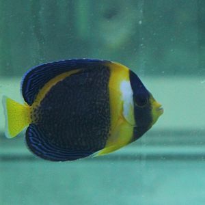 Scribbled angelfish - Chaetodontoplus duboulayi