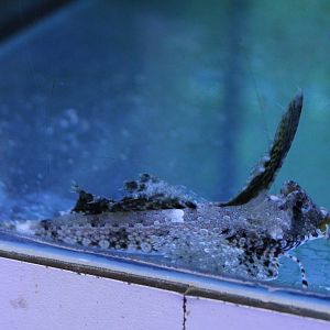 Dactyloptena species ?