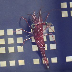 Dancing shrimp - Rhynchocinetes durbanensis