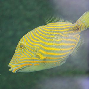 Orange-lined triggerfish - Balistapus undulatus