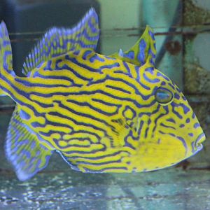 Yellow-spotted triggerfish - Pseudobalistes fuscus