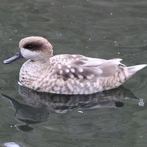 Marbled teal