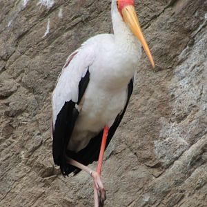 Yellow-billed stork