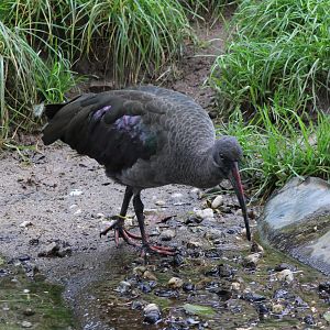 Hadada ibis