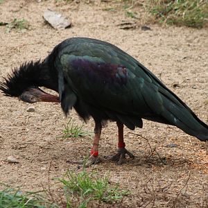 Northern bald ibis