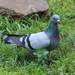 Rock pigeon with nesting-material