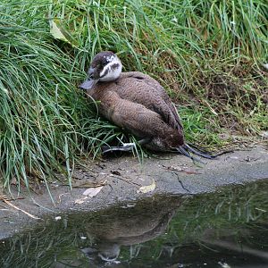 White-headed duck