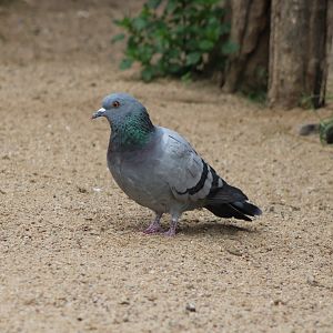 Rock pigeon