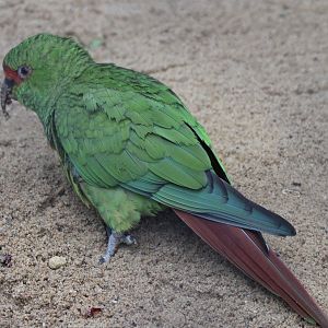 Slender-billed parakeet