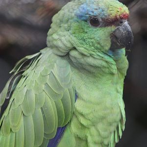 Southern festive amazon