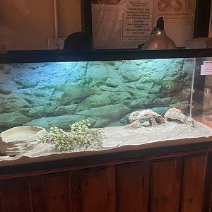 Reptile House - Pallas’ Glass Lizard Terrarium