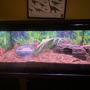 Reptile House - Cane Toad Terrarium