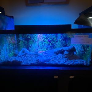 Reptile House - Pink Zebra Beauty Tarantula Terrarium