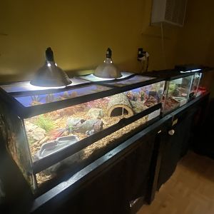 Reptile House - Mali Uromastyx Terrarium