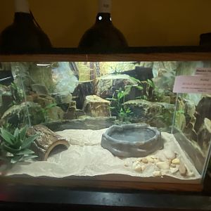 Reptile House - Western Hognose Snake Terrarium
