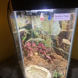 Reptile House - Southern Toad Terrarium