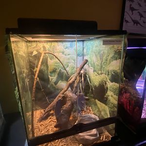 Reptile House - Central American Tree Boa Terrarium