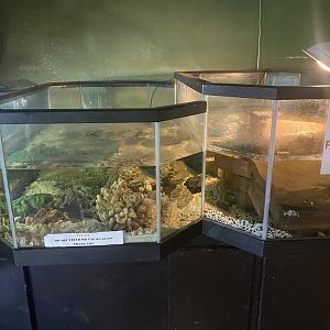Reptile House - Barbour’s(?) Map Turtle Tanks