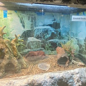 Reptile House - Crested Gecko Terrarium