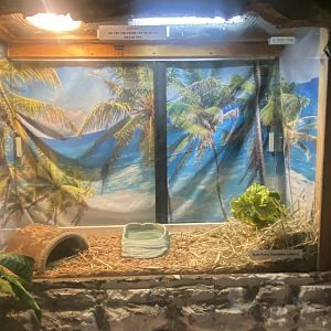 Reptile House - Juvenile Red-Footed Tortoise Terrarium