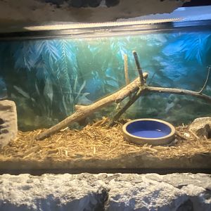 Reptile House - Ball Python Terrarium