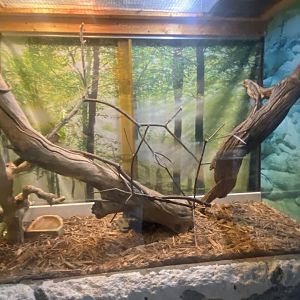 Reptile House - Prehensile-Tailed Skink Terrarium