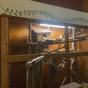 Reptile House - Bare-Tailed Woolly Opossum Exhibit