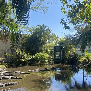 American Alligator/Red-Eared Slider Exhibit
