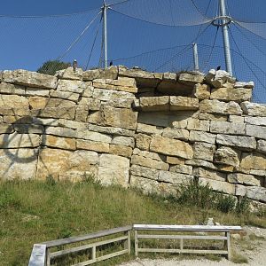 Bearded vulture aviary