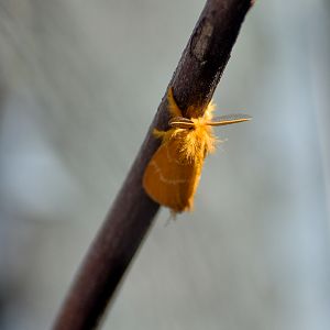 Yellow Tussock (Euproctis lutea)