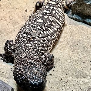 Beaded lizard, Jalapeño