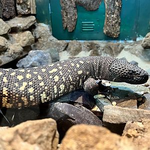Beaded lizard, Tequila