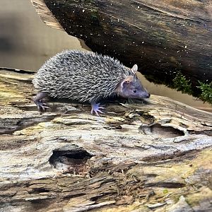 Lesser hedgehog tenrec