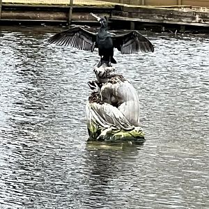 Wild cormorant drying his pits!