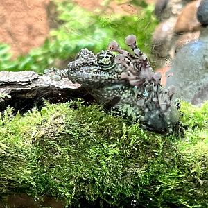 Vietnamese mossy frog