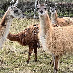 Guanaco herd