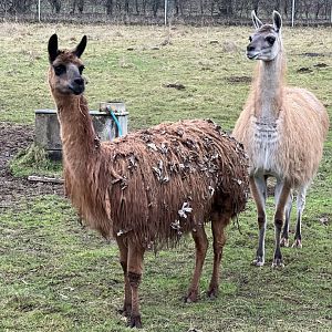 Lily & Gracie, guanacos