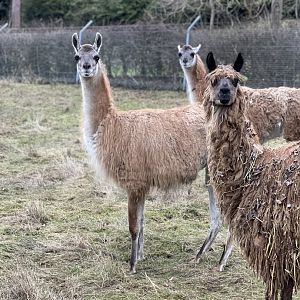 Guanaco herd