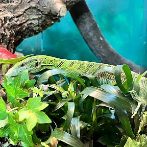 Emerald tree monitor