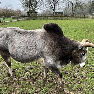 Dwarf zebu bull