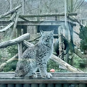New female lynx, Lox