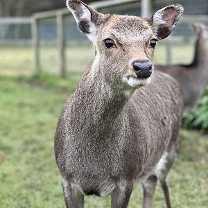 Sika deer hind
