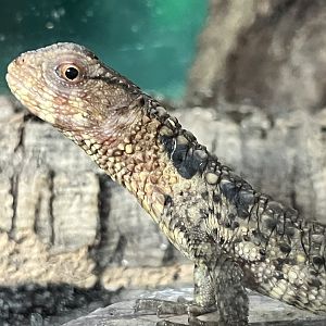 Chinese crocodile lizard