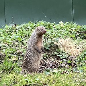 Banded mongoose