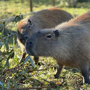 Capybara, Gary & Sharon