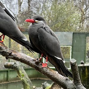 Inca tern