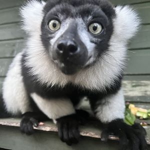 Black & white ruffed lemur