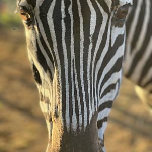 Plains zebra
