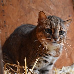 Rusty-spotted Cat - Le Domaine des Fauves